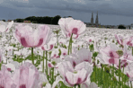 BULLETIN MUNICIPAL n°46 – Été 2025