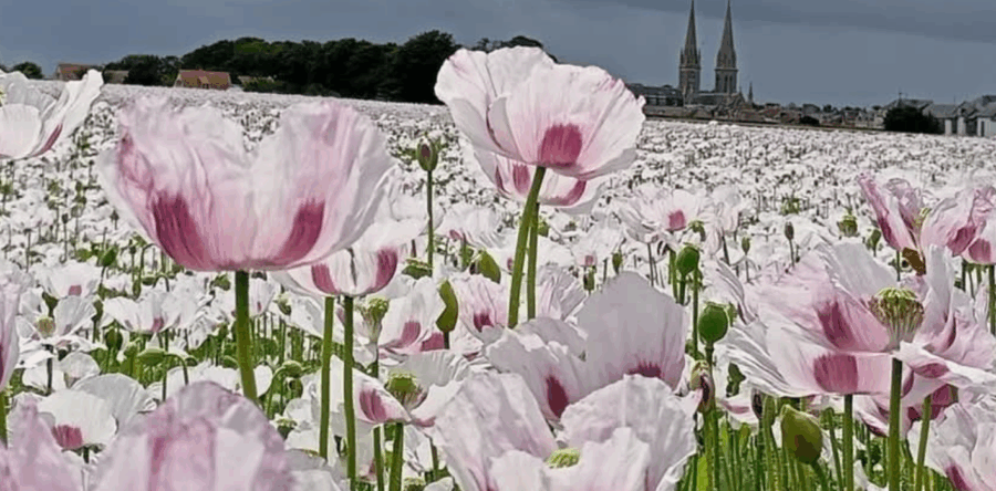 BULLETIN MUNICIPAL n°46 – Été 2025