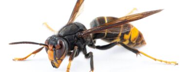 Le frelon à pattes jaunes